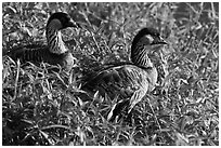 Endangered Nene in grases, Hanalei Valley. Kauai island, Hawaii, USA ( black and white)