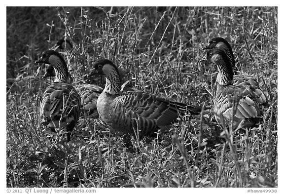 Group of Hawaiian nenes, Hanalei National Wildlife Refuge. Kauai island, Hawaii, USA