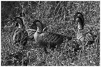 Group of Hawaiian nenes, Hanalei National Wildlife Refuge. Kauai island, Hawaii, USA (black and white)