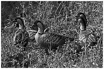 Group of Hawaiian nenes, Hanalei National Wildlife Refuge. Kauai island, Hawaii, USA ( black and white)