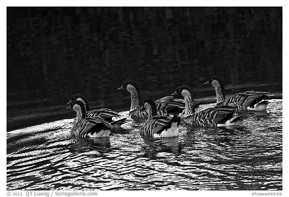 Nenes swimming, Hanalei National Wildlife Refuge. Kauai island, Hawaii, USA (black and white)