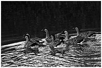 Nenes swimming, Hanalei National Wildlife Refuge. Kauai island, Hawaii, USA ( black and white)