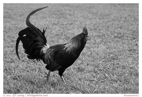 Rooster. North shore, Kauai island, Hawaii, USA (black and white)