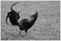 Rooster. North shore, Kauai island, Hawaii, USA (black and white)