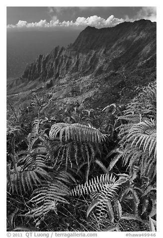 Ferns and Na Pali Cliffs, see from Kokee Mountain Park. Kauai island, Hawaii, USA