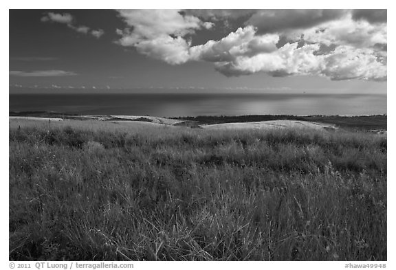 Grasses and ocean. Kauai island, Hawaii, USA (black and white)