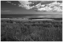Grasses and ocean. Kauai island, Hawaii, USA ( black and white)