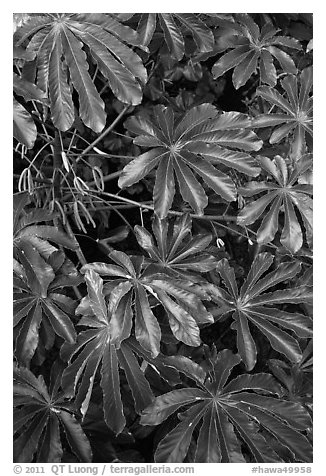 Trumpet tree (Cecropia obtusifolia) leaves. North shore, Kauai island, Hawaii, USA (black and white)