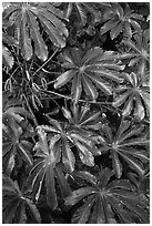 Trumpet tree (Cecropia obtusifolia) leaves. North shore, Kauai island, Hawaii, USA (black and white)
