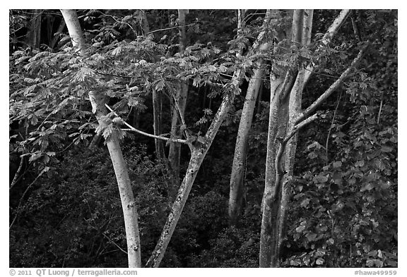 White Siris trees. North shore, Kauai island, Hawaii, USA (black and white)