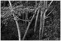 White Siris trees. North shore, Kauai island, Hawaii, USA ( black and white)