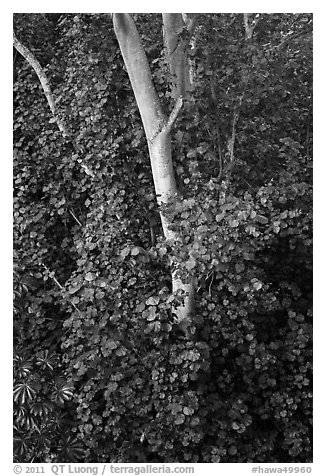 Hau sea hibiscus (Hibiscus tiliaceus). North shore, Kauai island, Hawaii, USA (black and white)