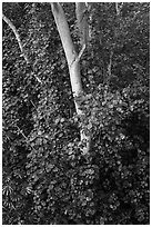 Hau sea hibiscus (Hibiscus tiliaceus). North shore, Kauai island, Hawaii, USA ( black and white)