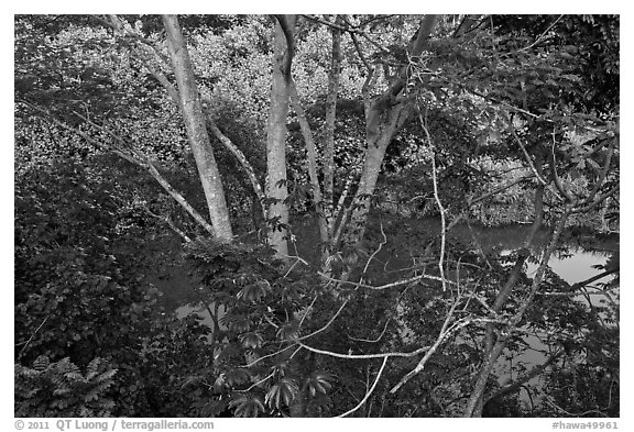 Tropical forest and stream reflecting sky. Kauai island, Hawaii, USA (black and white)