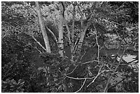 Tropical forest and stream reflecting sky. Kauai island, Hawaii, USA (black and white)