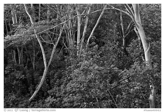 Albizia falcataria tree. Kauai island, Hawaii, USA (black and white)