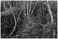 Albizia falcataria tree. Kauai island, Hawaii, USA ( black and white)