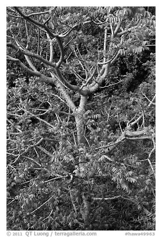 Hawaiian tree. Kauai island, Hawaii, USA (black and white)