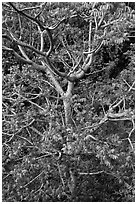 Hawaiian tree. Kauai island, Hawaii, USA (black and white)