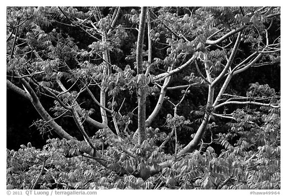 Branches of Hawaiian tree. Kauai island, Hawaii, USA (black and white)