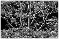 Branches of Hawaiian tree. Kauai island, Hawaii, USA ( black and white)