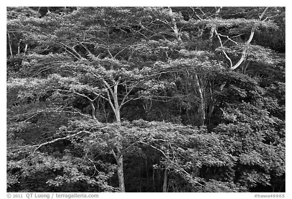 White Siris branches and leaves. Kauai island, Hawaii, USA (black and white)