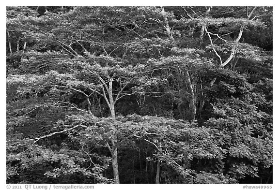 White Siris branches and leaves. Kauai island, Hawaii, USA