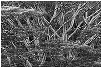 Branches of White Siris (Albizia falcataria). Kauai island, Hawaii, USA (black and white)