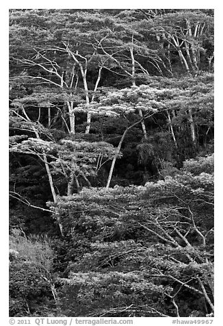 Grove of White Siris trees. Kauai island, Hawaii, USA