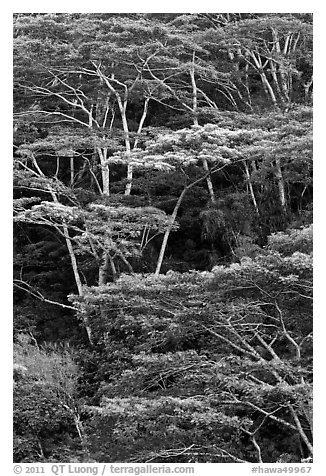 Grove of White Siris trees. Kauai island, Hawaii, USA (black and white)