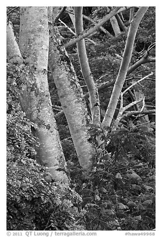 African tulip tree (pathodea campanulata). Kauai island, Hawaii, USA (black and white)