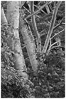 African tulip tree (pathodea campanulata). Kauai island, Hawaii, USA (black and white)