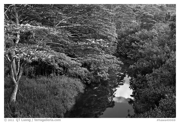 Stream and lush forest from above. Kauai island, Hawaii, USA (black and white)