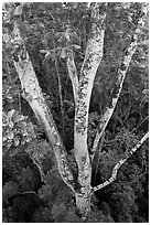 White Siris tree (Albizia falcataria). Kauai island, Hawaii, USA ( black and white)