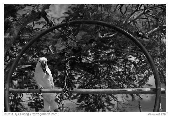 White parrot, Kilauea. Kauai island, Hawaii, USA