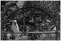 White parrot, Kilauea. Kauai island, Hawaii, USA ( black and white)