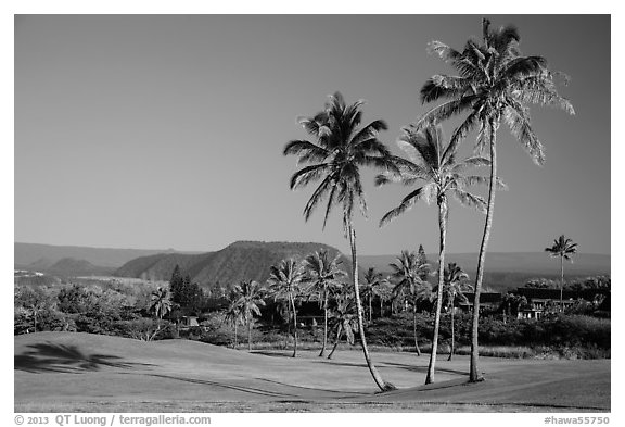 Golf course with palm trees, Punaluu. Big Island, Hawaii, USA (black and white)