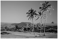 Golf course with palm trees, Punaluu. Big Island, Hawaii, USA ( black and white)