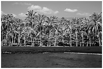 Black sand beach and palm trees, Punaluu. Big Island, Hawaii, USA (black and white)