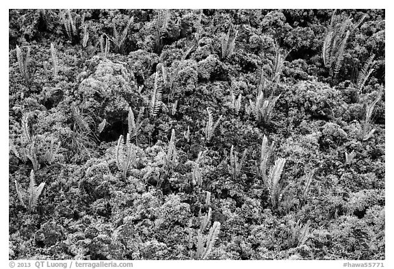 Ferns and moss. Big Island, Hawaii, USA (black and white)