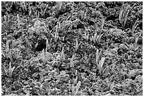 Ferns and moss. Big Island, Hawaii, USA ( black and white)