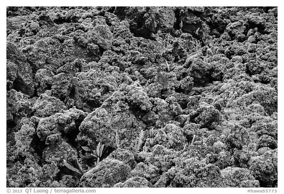 Ferns and lava rocks covered with moss. Big Island, Hawaii, USA (black and white)