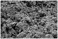 Ferns and lava rocks covered with moss. Big Island, Hawaii, USA ( black and white)