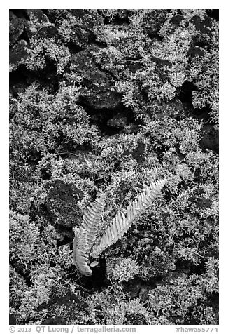 Fern, moss, and hardened lava. Big Island, Hawaii, USA (black and white)