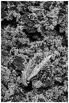 Fern, moss, and hardened lava. Big Island, Hawaii, USA (black and white)