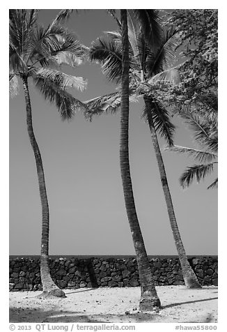 Palm trees and wall built with volcanic rock, Kaloko-Honokohau National Historical Park. Hawaii, USA (black and white)