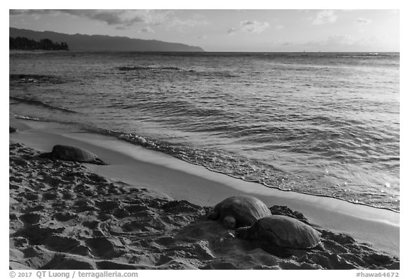 Sea turtles on Laniakea Beach, North Shore. Oahu island, Hawaii, USA (black and white)