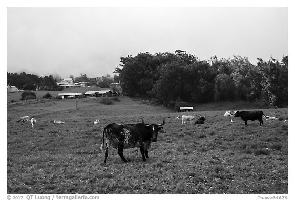 Longhorn cows in pasture, Waimea. Big Island, Hawaii, USA (black and white)
