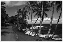 Oceanside road with palm trees, Puna. Big Island, Hawaii, USA ( black and white)