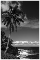 Palm tree on coastline, Puna. Big Island, Hawaii, USA ( black and white)